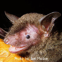 Myotis chinensis